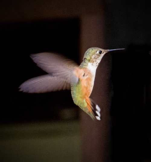 Rufous Hummingbird 2.jpg